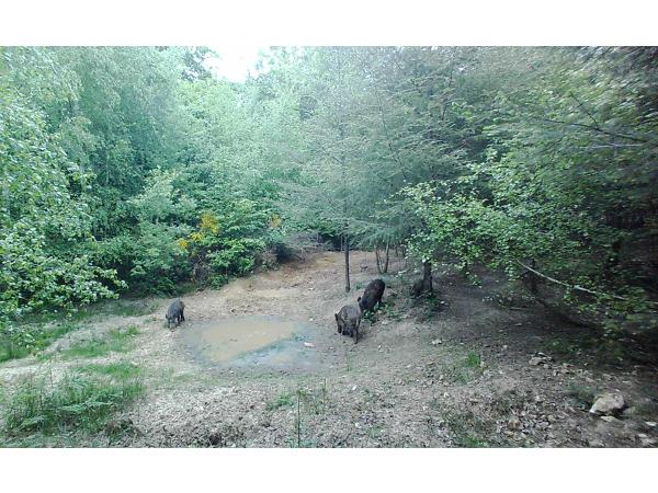 Recherche Partenaires pour Territoire Chasse à l'Approche
