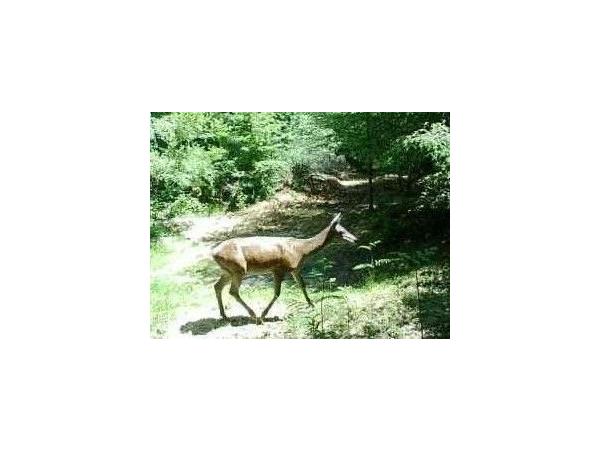 Recherche Partenaires pour Territoire Chasse à l'Approche