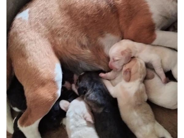Beagle lof