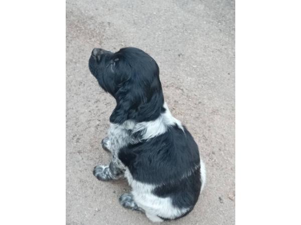 Chiot mâle EPAGNEUL BRETON