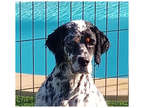 Setter Anglais pour saillie