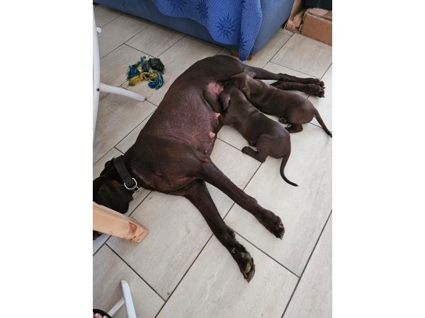 braque allemand male