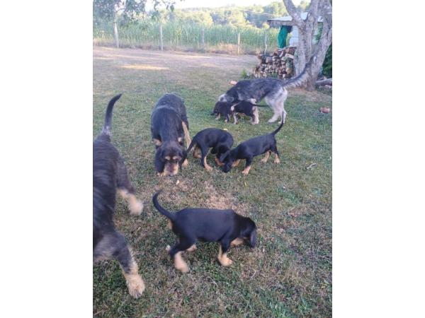 Chiots griffon nivernais