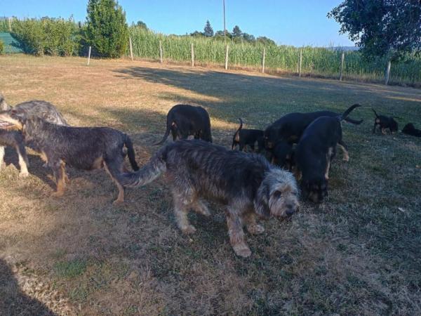 Chiots griffon nivernais