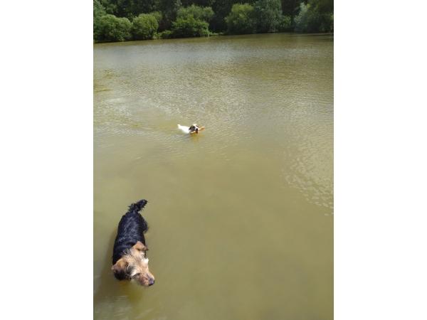 Chasse Sologne Loiret