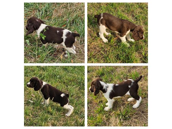 Chiots Springer