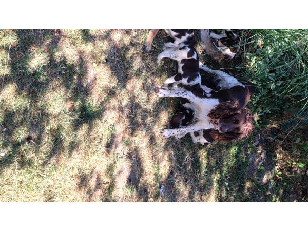 Chiots Springer