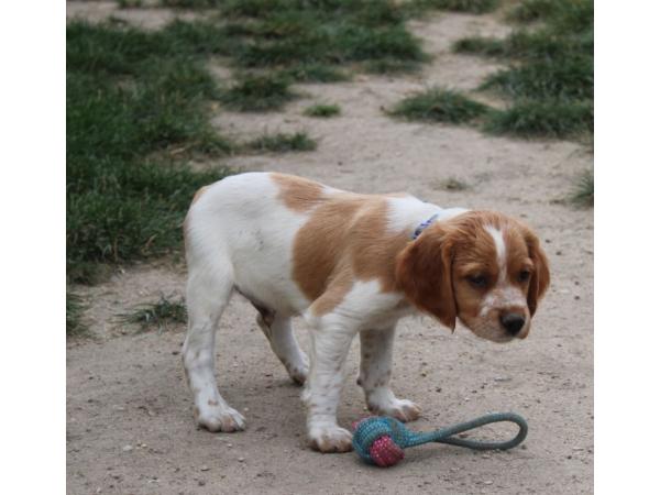 chiots epagneul breton Males