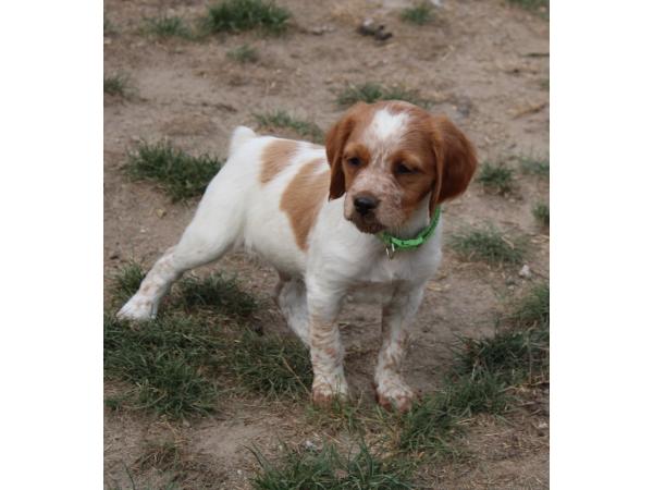 chiots epagneul breton Males