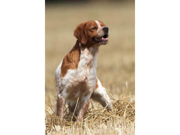 chiots epagneul breton Males