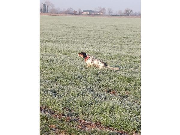 Setter Anglais pour saillie