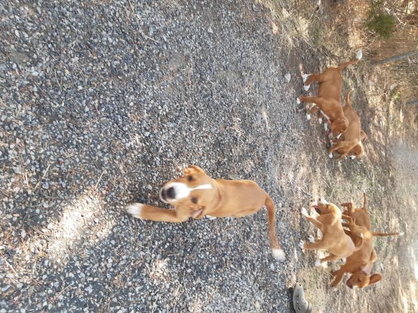 chiots POSAVATZ