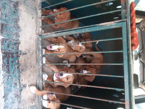 chiots POSAVATZ