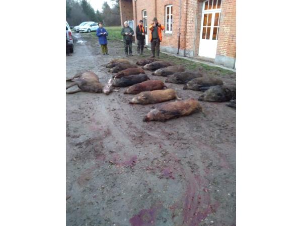 Chasse Sologne Loiret