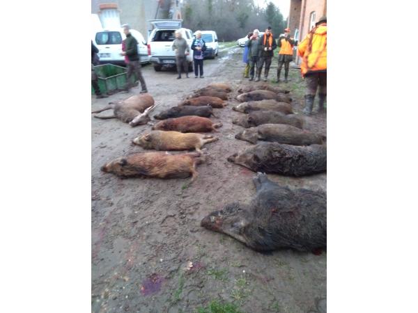 Chasse Sologne Loiret