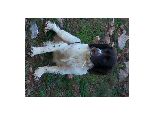 montage Warne complet pour Tikka