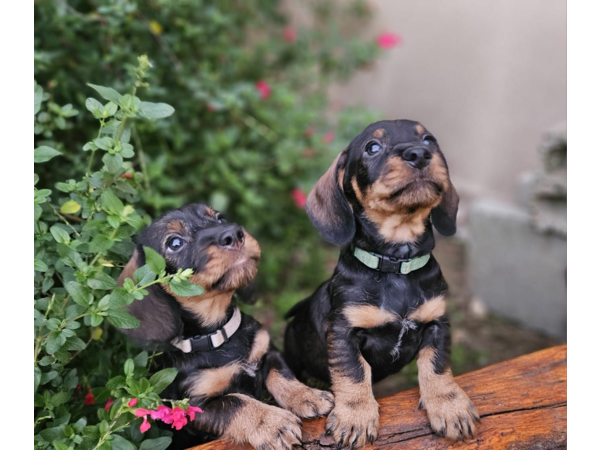 magnifique chiots Teckel Poil Dur LOF - Hautes Origines