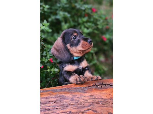 magnifique chiots Teckel Poil Dur LOF - Hautes Origines