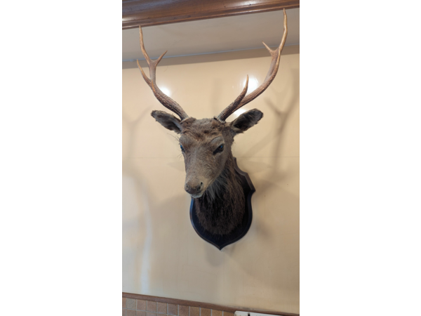 Vend tête de cerf naturalisée