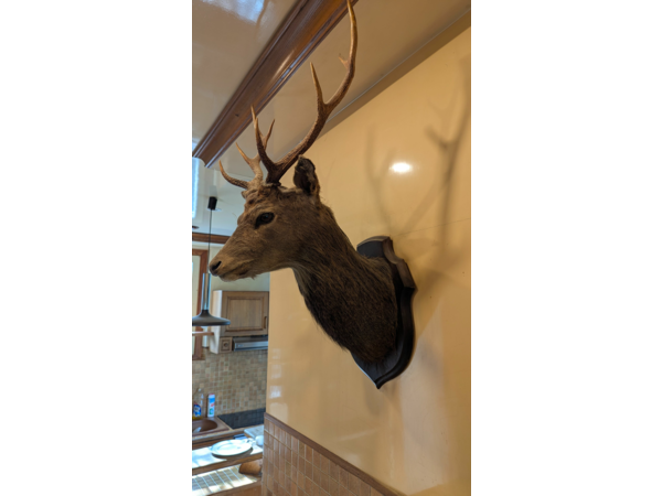 Vend tête de cerf naturalisée