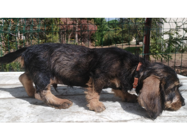 Chiots Teckels poil dur standards