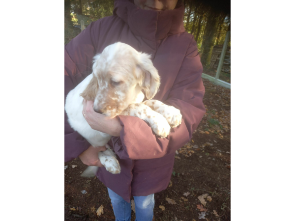 chiots setter anglais