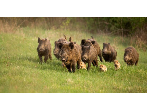 Action de chasse grand gibier - Mayenne (Laval)