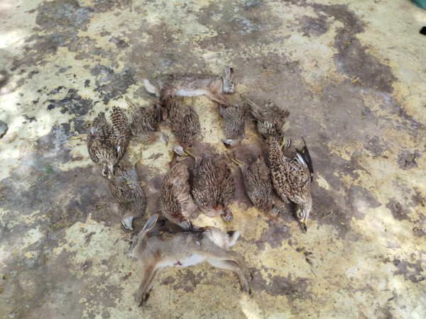 ch gestion camps de chasse senegal , gambie