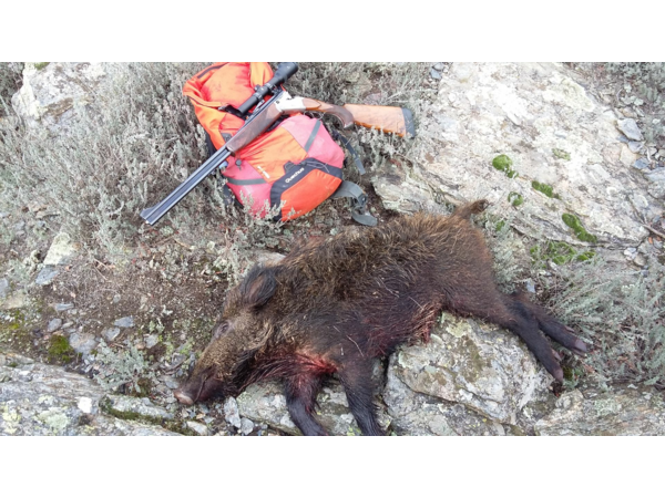 Cherche Express BLASER S2 dans tous calibres