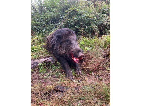 Chasse petits et grand Gibiers 77