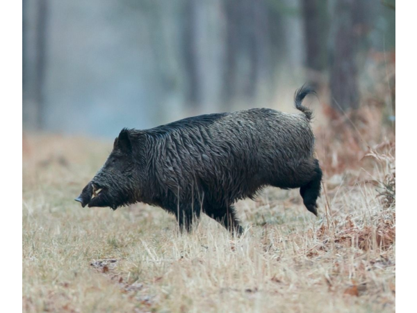 recherche action grand gibier