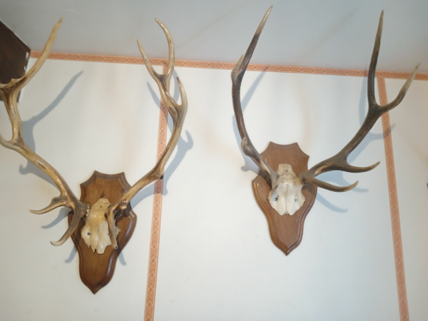 massacre de cervides