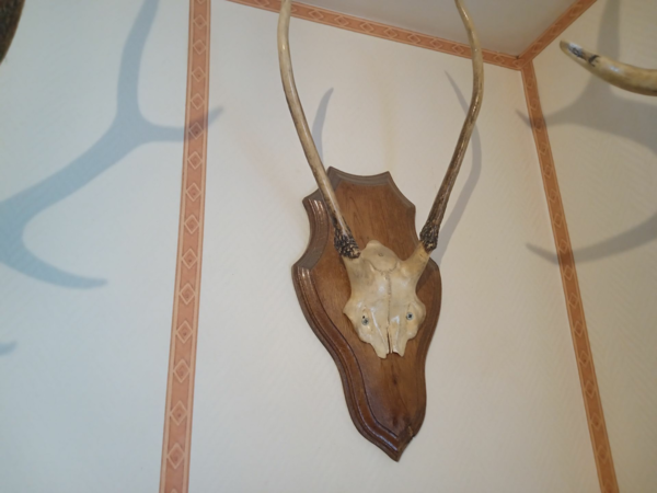 massacre de cervides