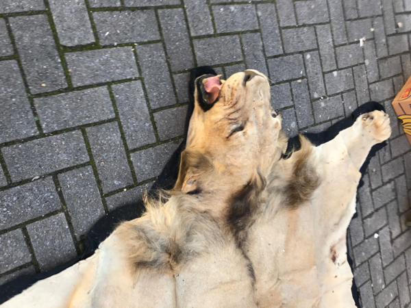 Peau de lion tapis