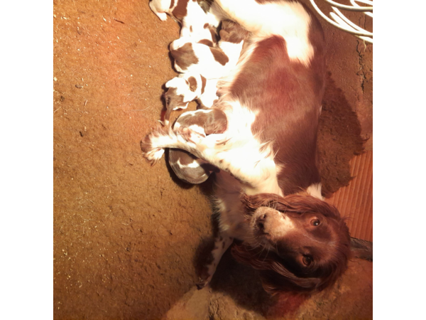 beagles et springers spaniels