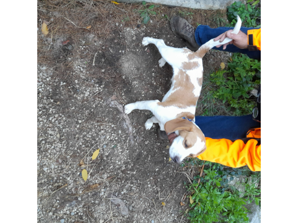 beagles et springers spaniels