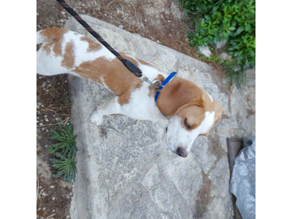 beagles et springers spaniels