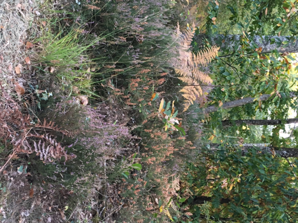 territoire de chasse au grand gibier - 140 ha