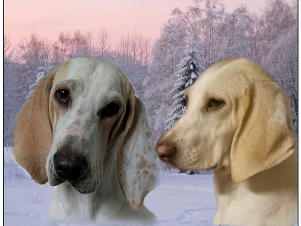 Jakrhundvalper Porcelaine