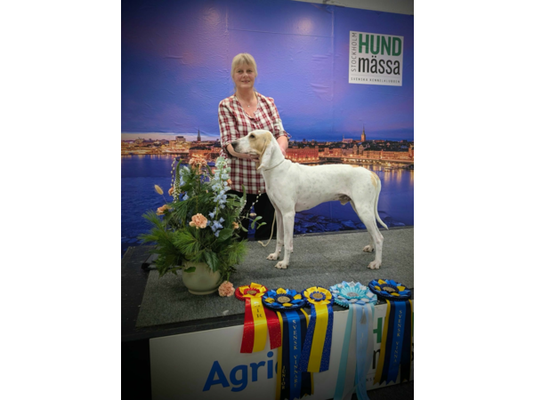 Jakrhundvalper Porcelaine