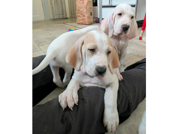 Jakrhundvalper Porcelaine