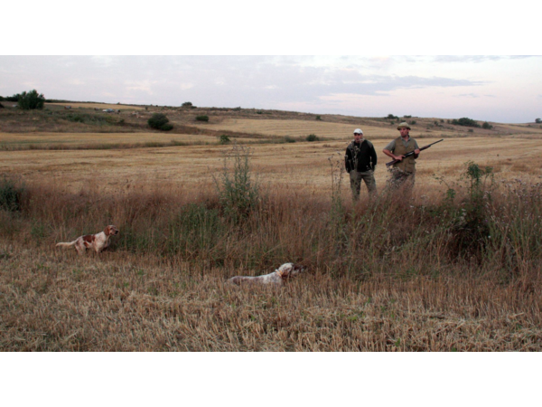 Exclusif et inédit !! / Séjours de dressage de vos chiens d'arrêt hors saison !