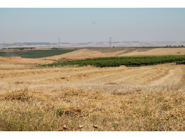 Exclusif et inédit !! / Séjours de dressage de vos chiens d'arrêt hors saison !