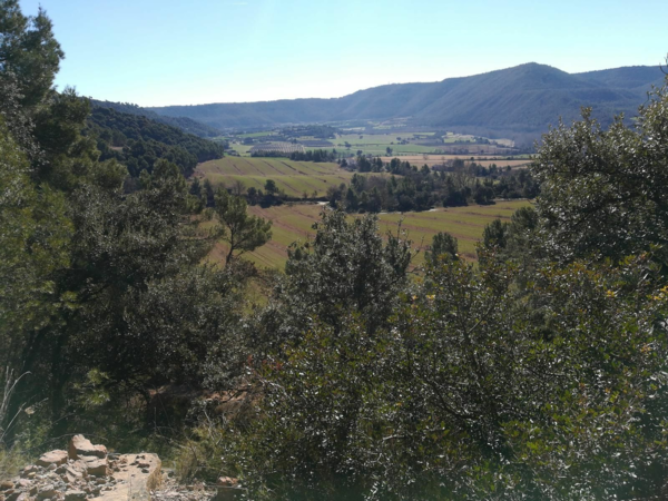 CHASSE » ECONOMIQUE » AUX PERDRIX ROUGES EN CATALOGNE.