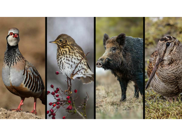 CHASSE » ECONOMIQUE » AUX PERDRIX ROUGES EN CATALOGNE.