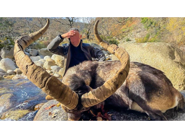 “Macho Montes ou Ibex de GREDOS”