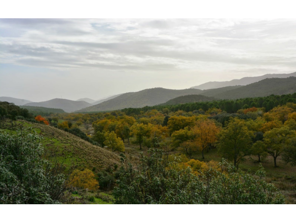 “Macho Montes ou Ibex de GREDOS”