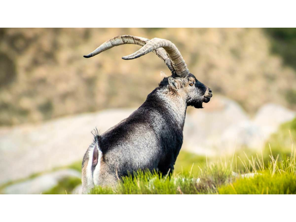 “Macho Montes ou Ibex de GREDOS”