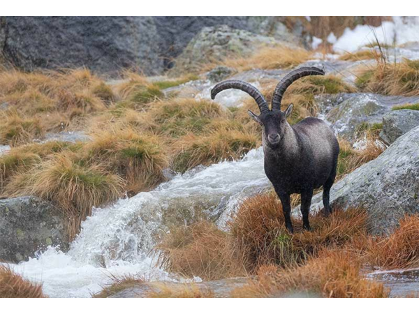 “Macho Montes ou Ibex de GREDOS”