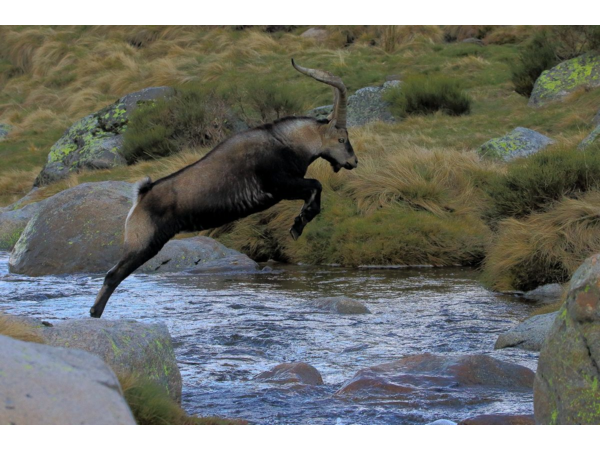 “Macho Montes ou Ibex de GREDOS”